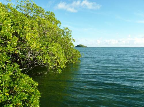 Mangrove gagnant sur la mer